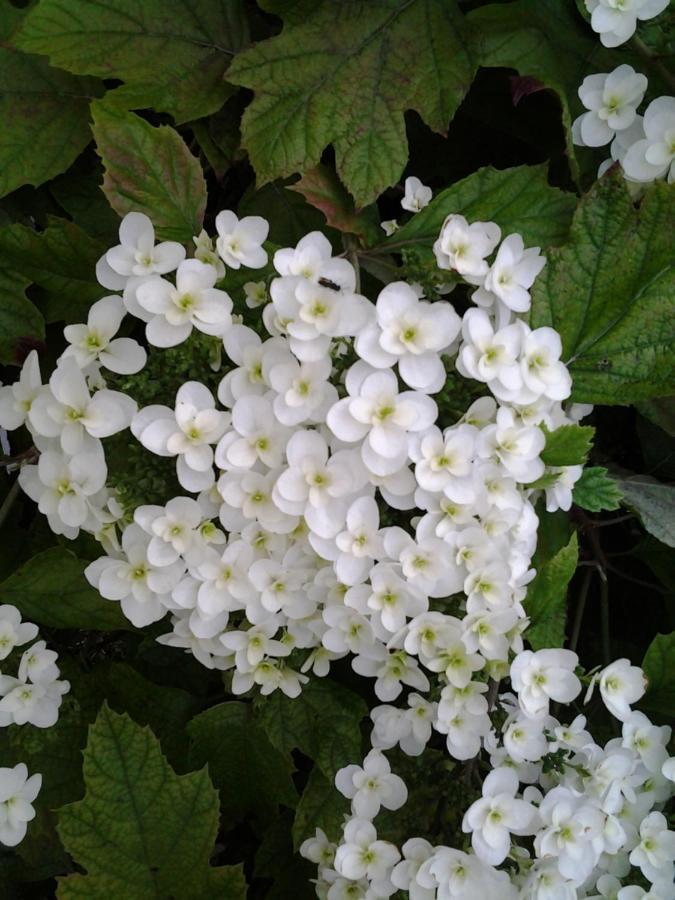 Hoymille Les Jardins B&B 외부 사진